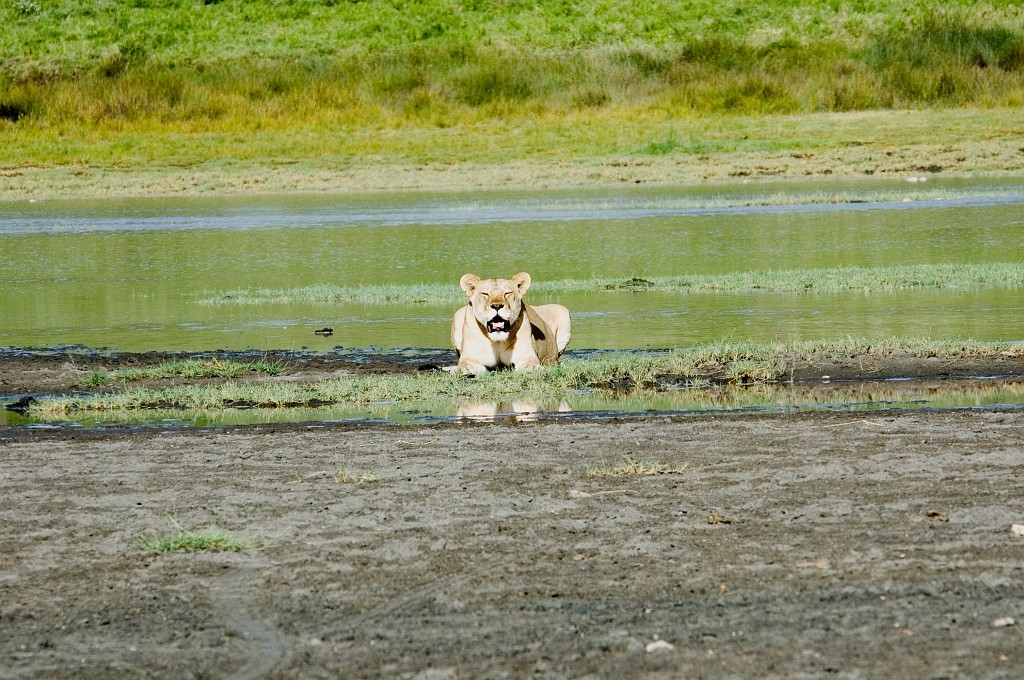 Ndutu Loveflok06.jpg - Lion (Panthera leo), Tanzania March 2006
